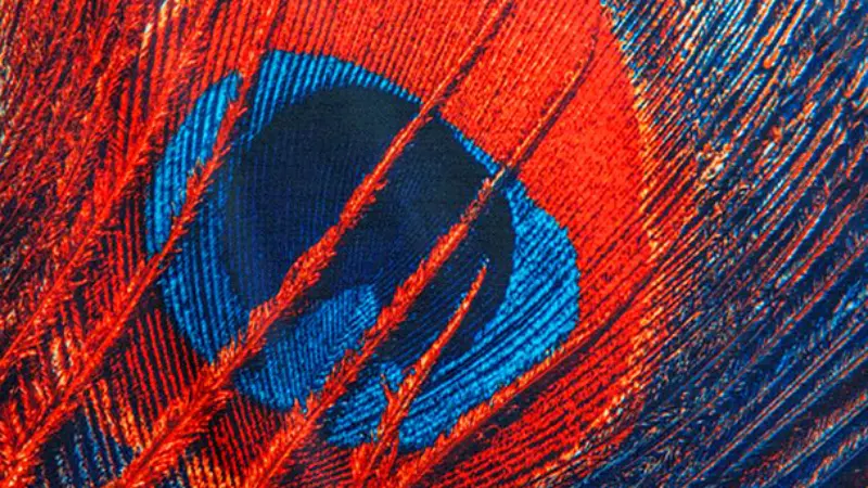 Tkanina Namiot z nadrukiem sublimacja